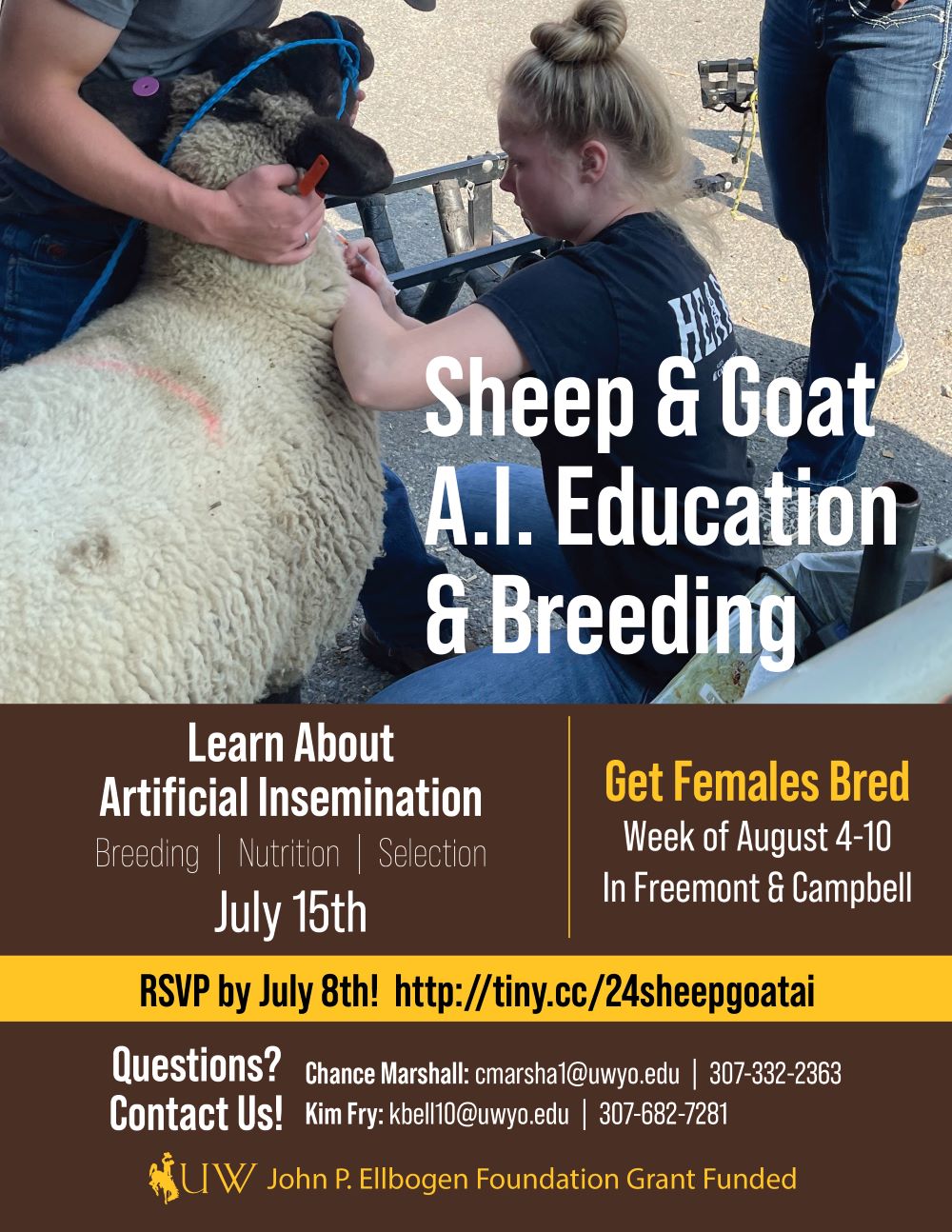 Sheep and Goat AI education and breeding in Campbell County July 15, 2024.