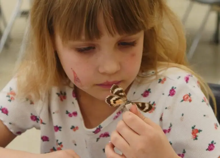 a girl looks at a mounted butterfly she is holding