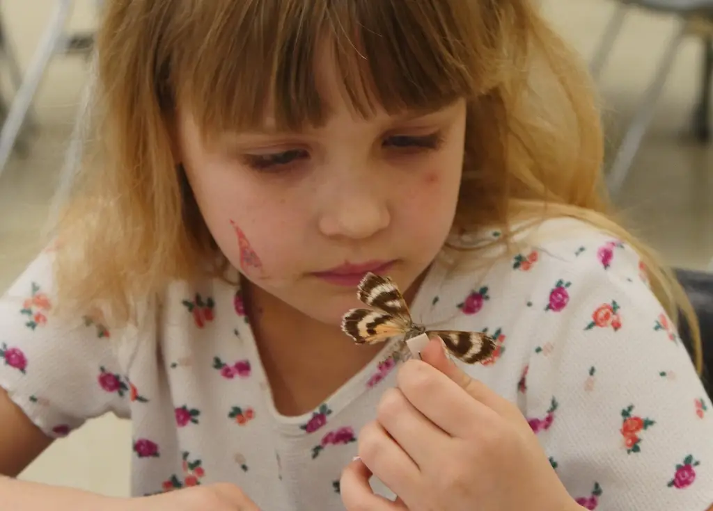 a girl looks at a mounted butterfly she is holding