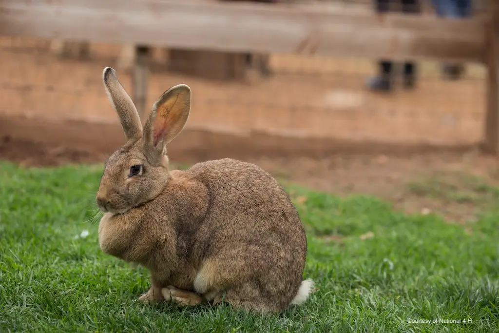 a rabbit sitting in green grass