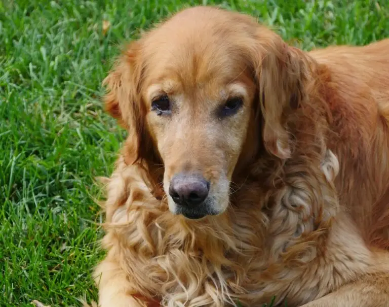 a closeup of a golden retriever laying in grass