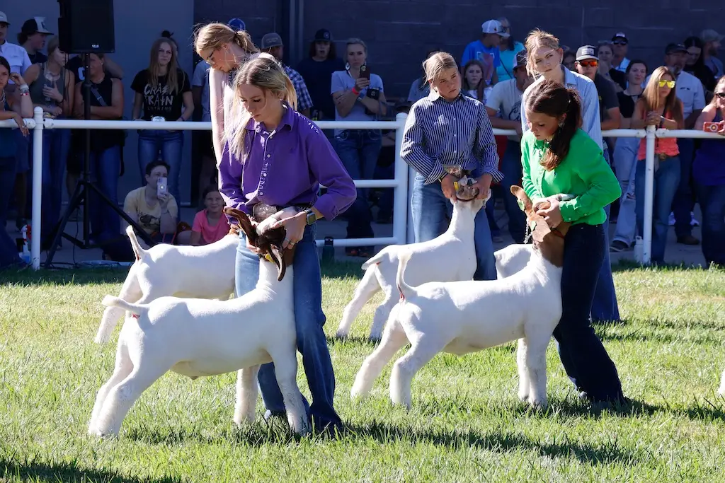 a group of four young people position their goats for judging in an arena