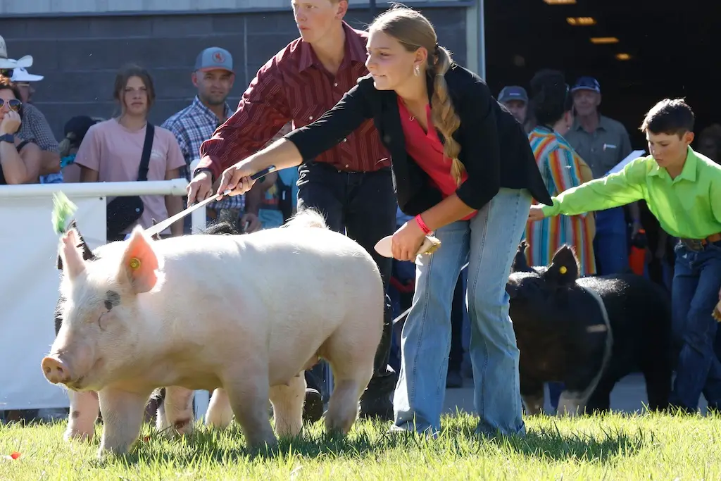 three young people guide their pigs in to a grass show ring