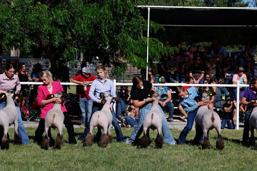 a line of young people brace their sheep for judging