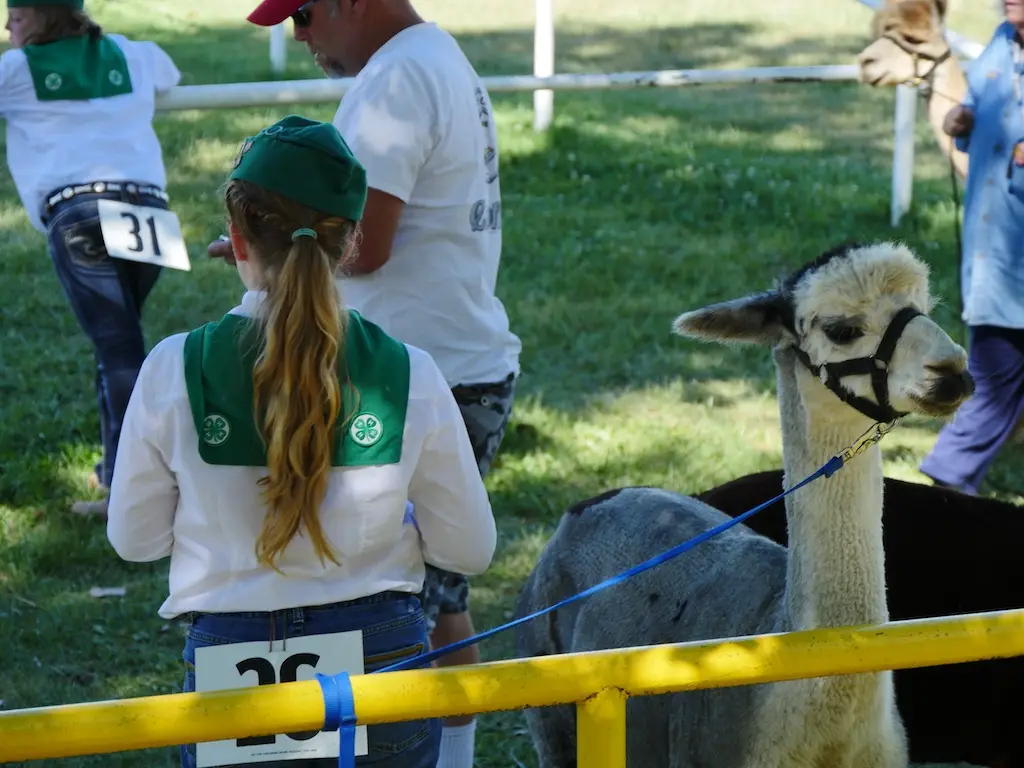a llama stands tied to a railing while a young person in a 4-H uniform stands next to the llama with their back to the camera