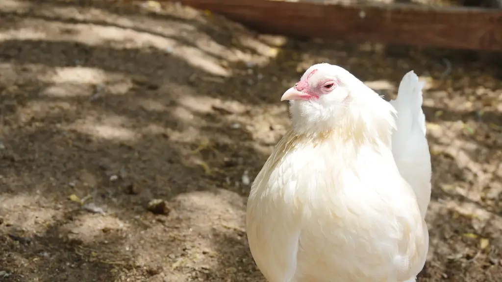 a white chicken standing in a dirt pen
