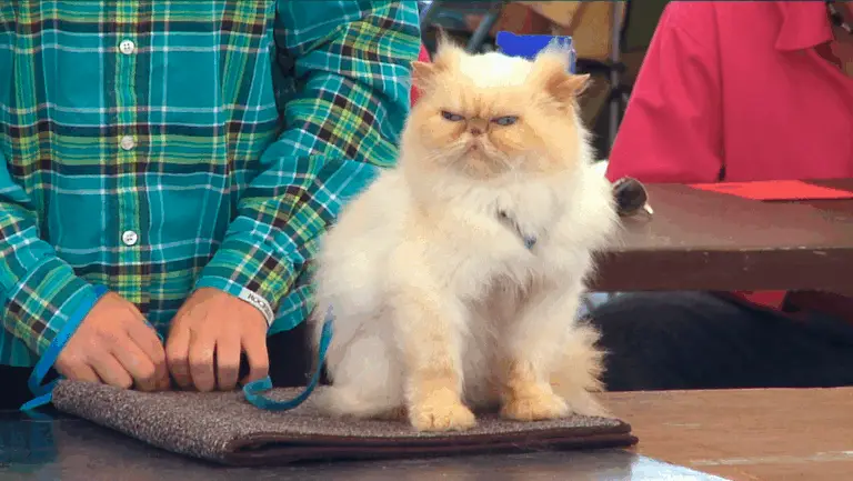 a white cats sits on a mat during judging at fair