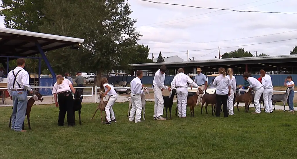 a row of young people dressed in all white brace their goats in a line for judging in a grass show ring
