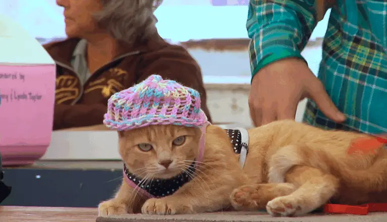 a tan cat rests on a table where a pink blue and yellow knit hat