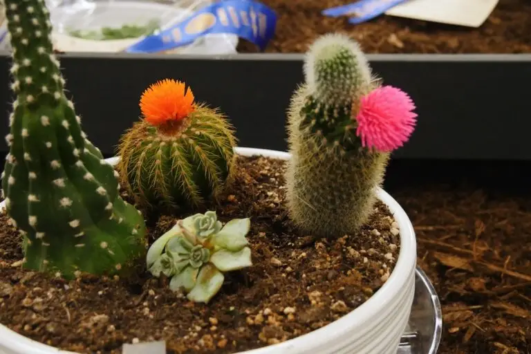a closeup of four different cactus in a pot one with an orange bloom and one with a pink bloom