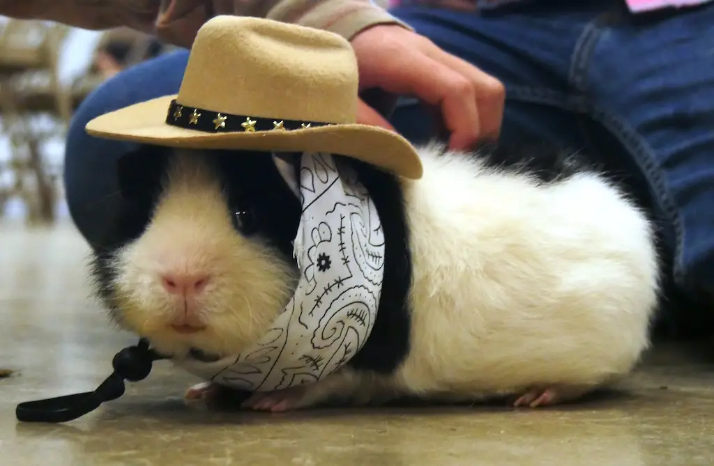 a black and white guinea pig dressed in a cowboy hat and scarf