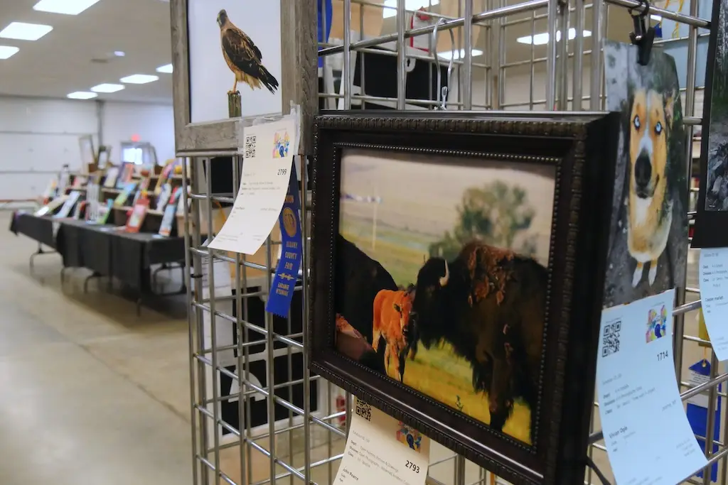 a photo of bison and a photo of a hawk hank on a display rack at a fair