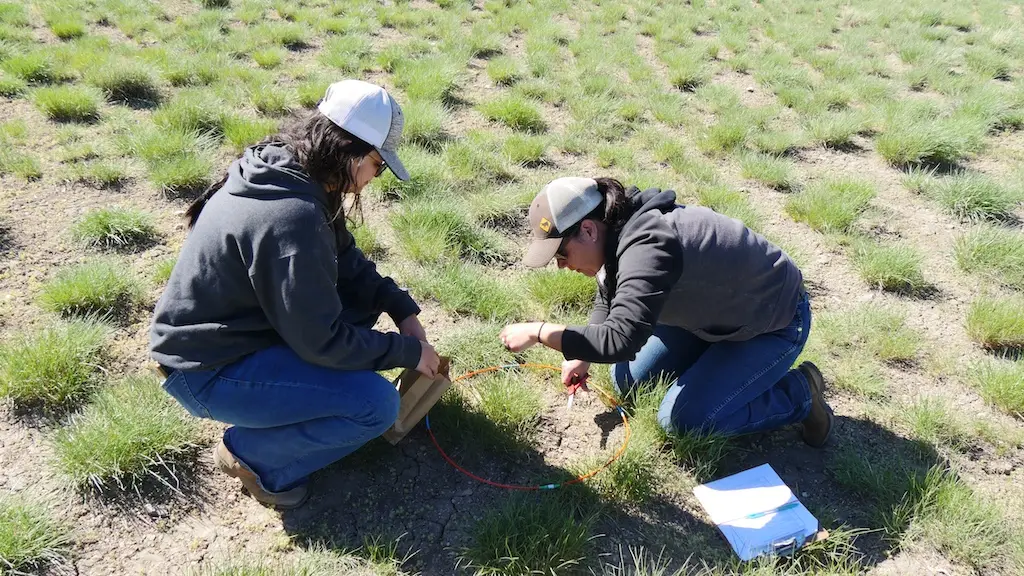 two young women crouch over a hoop laid over some grass as they trim the grass and place it in a bag for forage analysis