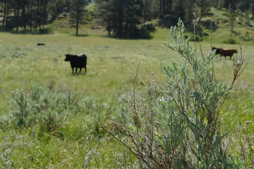 sagebrush leaves with cows grazing out of focus in the distance