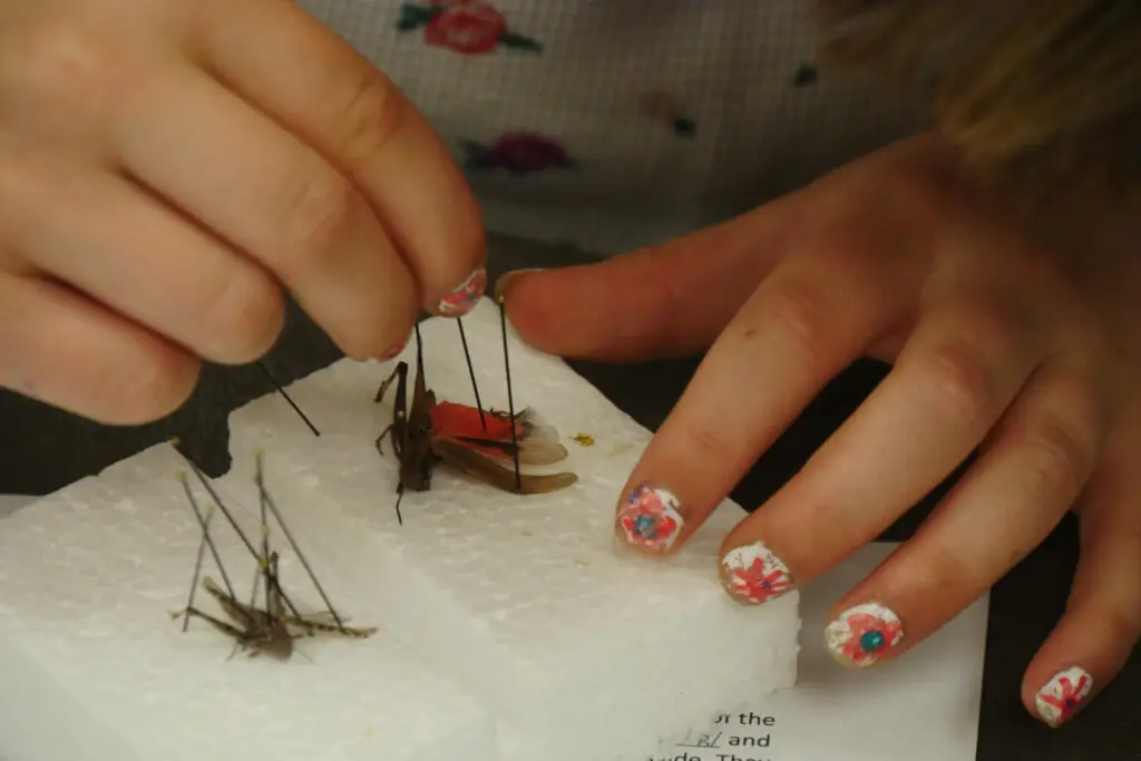 a pair of hands carefully pin a grasshopper on a piece of styrofoam
