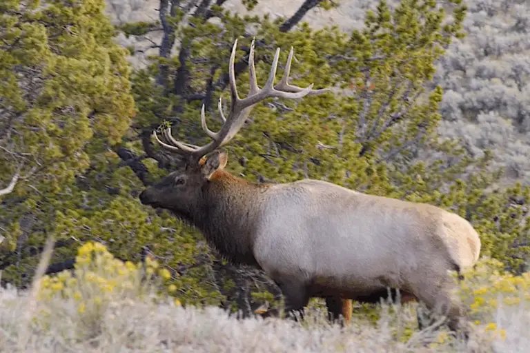 a bull elk moves through a forest