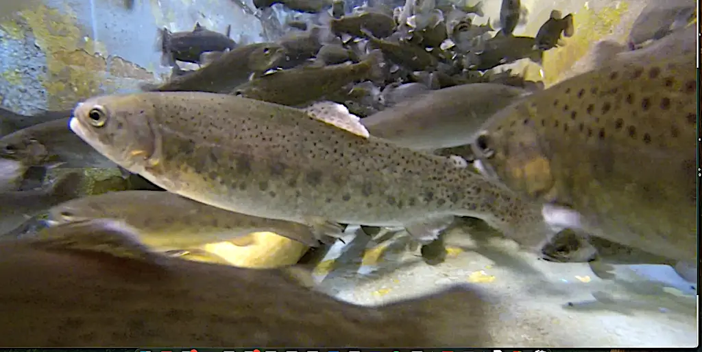 a school of fish swimming in a tank