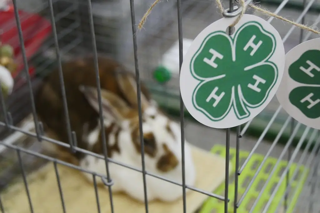 a tag with the 4-H clover on it hangs from a rabbit cage with a rabbit out of focus in the background