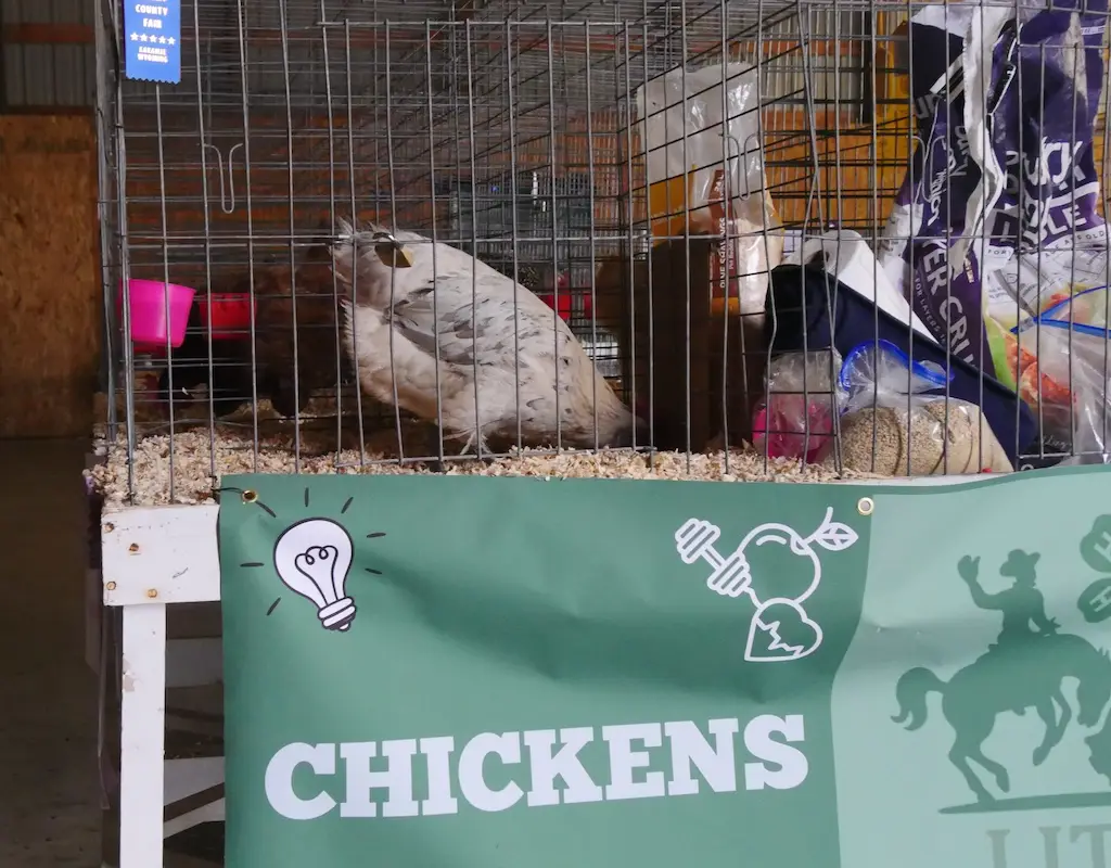 a chicken in a cage pecks at the ground. a banner hanging below the cage reads "chickens"