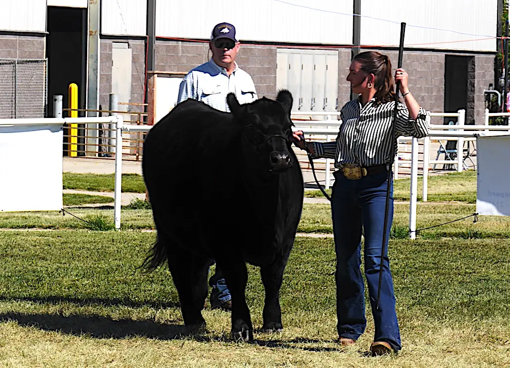 a young women walks her black steer across a show ring as a judge watches from behind