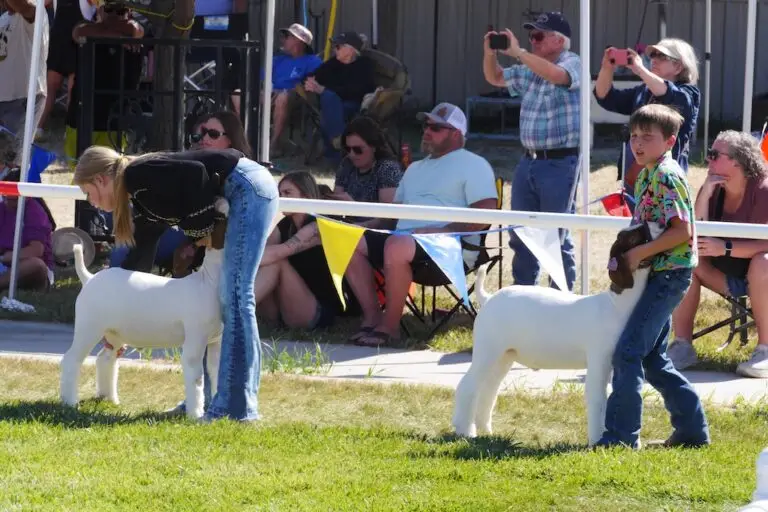 two young people stabilize their goats in a show ring with people watching from outside the ring in the background