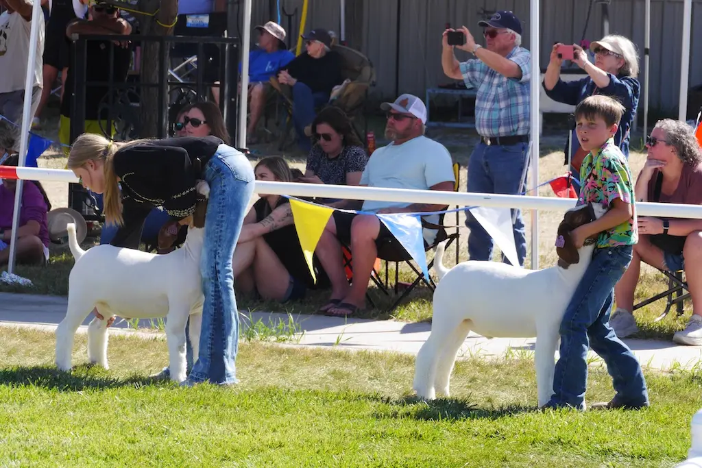 two young people stabilize their goats in a show ring with people watching from outside the ring in the background