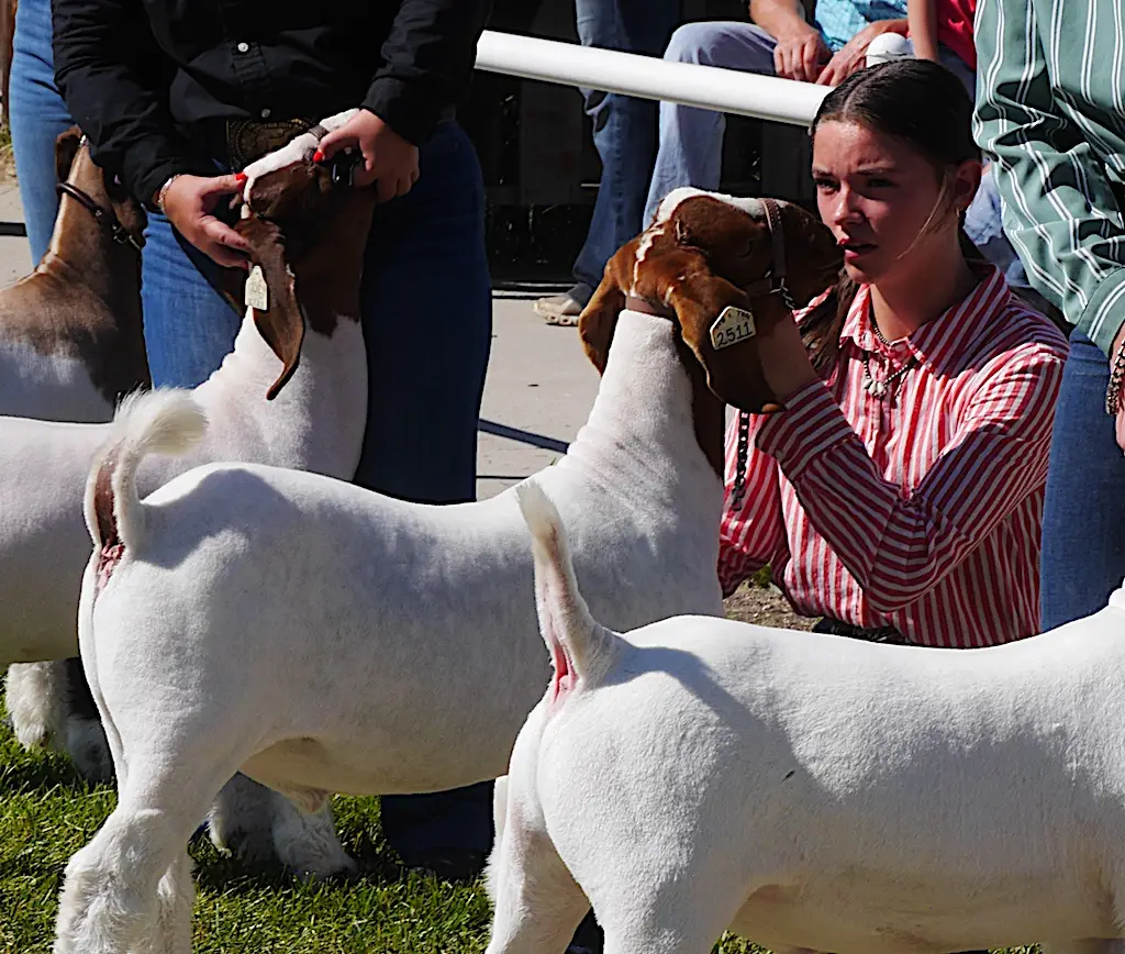 a young woman crouches in front of a goat holding it steady during judging in a show ring