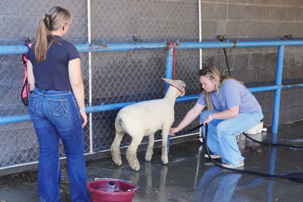 a young person watches another young person wash a sheep tied to a railing next to a wall