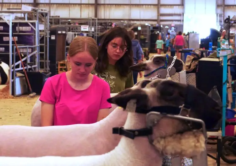 two young people stand next to a line of sheep on trimming stands ready to trim their sheep