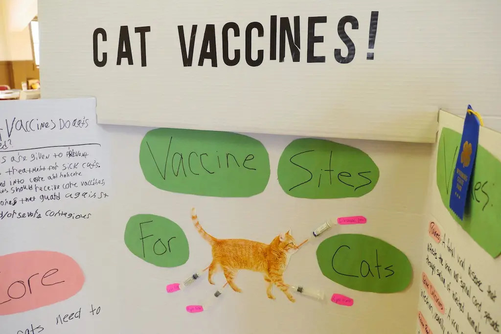 a poster titled "cat vaccines" shows a few text panels and a photo of a cat with needles pointed at various vaccine sites
