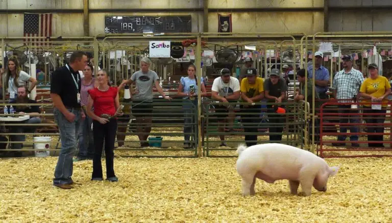 a young person speaks with a contest judge in a pig show ring at fair as her pig wanders nearby