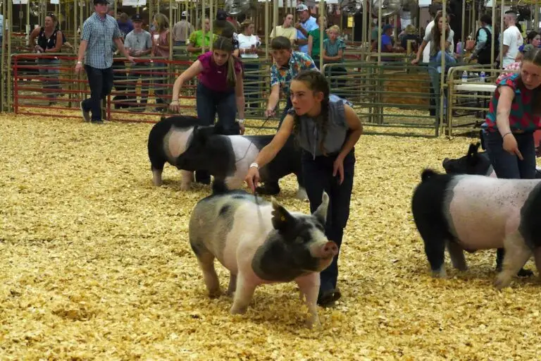 a group of young people drive their pigs in a show ring. a young woman closer to the camera looks up off the image to the left