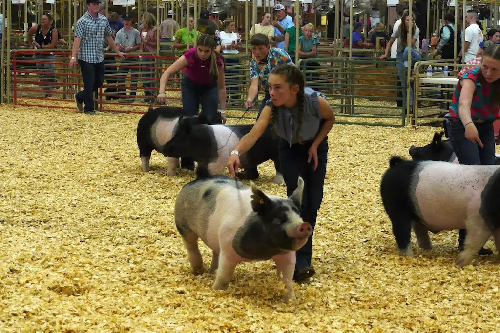 a group of young people drive their pigs in a show ring. a young woman closer to the camera looks up off the image to the left