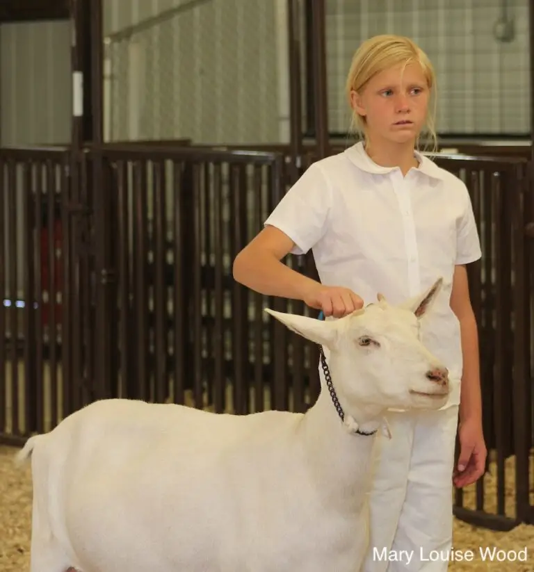 A young person holds the lead of a goat in a show ring
