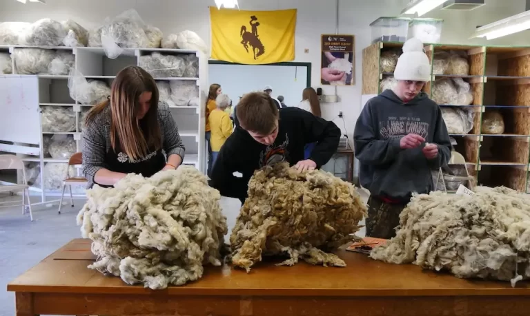 three young people examine wool in bundles on a table in front of them. a flag with a steamboat logo hangs on the wall behind them