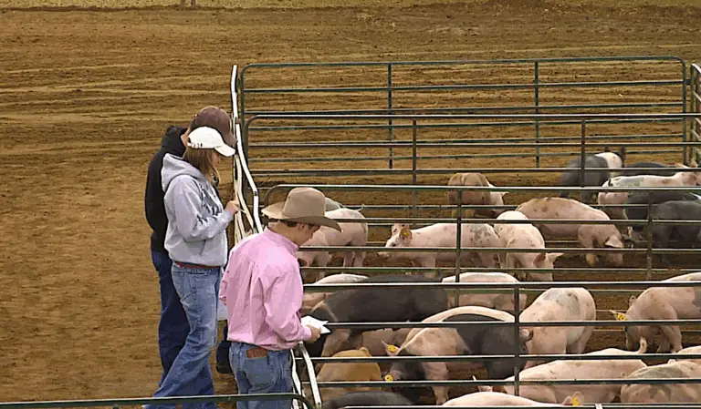 three young people lean on the edge of a pen inspecting pigs