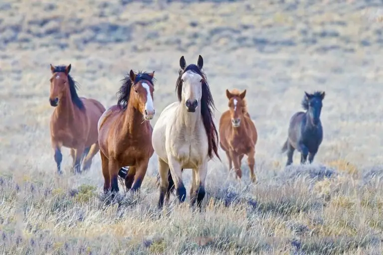 Six horses run toward the camera across a pale, grassy plain, their coats in shades of brown, white, and black, with long manes flowing as they move together.