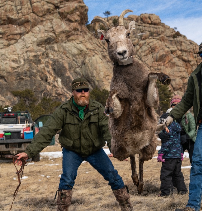 Bighorn sheep jumping in front of men