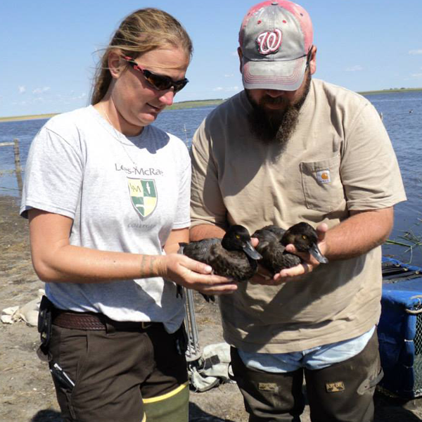 amie Allen and colleague closely examining a waterfowl during a research or analysis activity