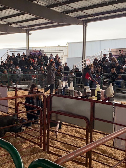 Judging ring with audience