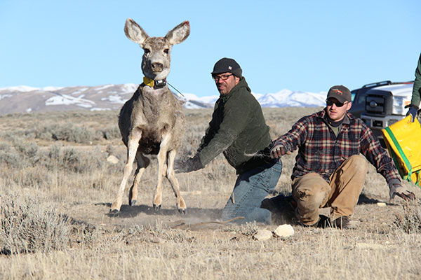 Matthew Kauffman releasing a collared deer