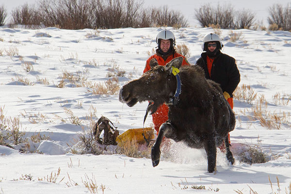 Matthew Kauffman releasing a moose