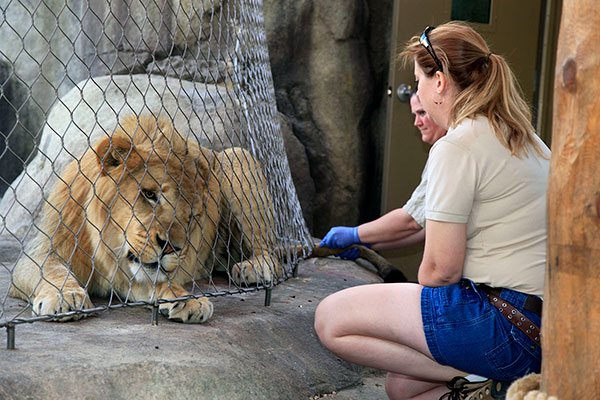 Working with a lion