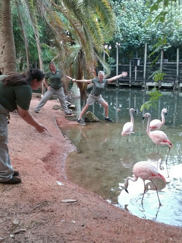 Flamingo shananigans