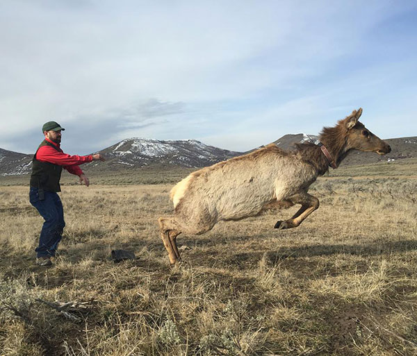 Tony Mong working with elk